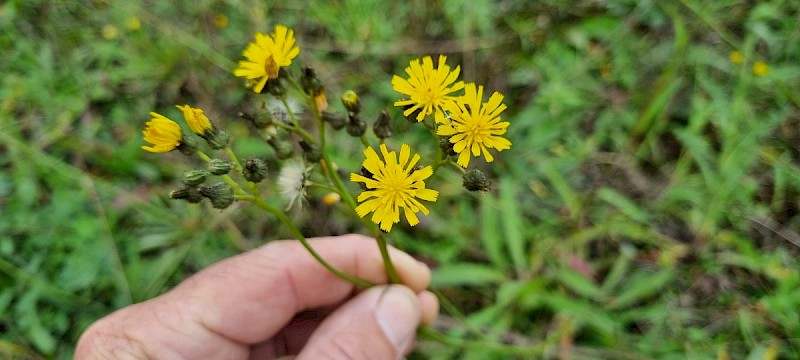 Pilosella praealta - &copy; Barry Stewart