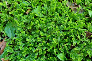 Selaginella kraussiana Krauss's Clubmoss