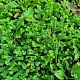 Selaginella kraussiana