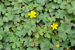 Oxalis corniculata Procumbent Yellow-sorrel