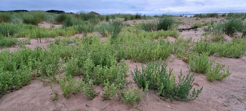 Salsola kali subsp. kali - © Barry Stewart