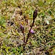 Gentianella uliginosa