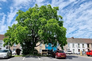Juglans nigra Black Walnut
