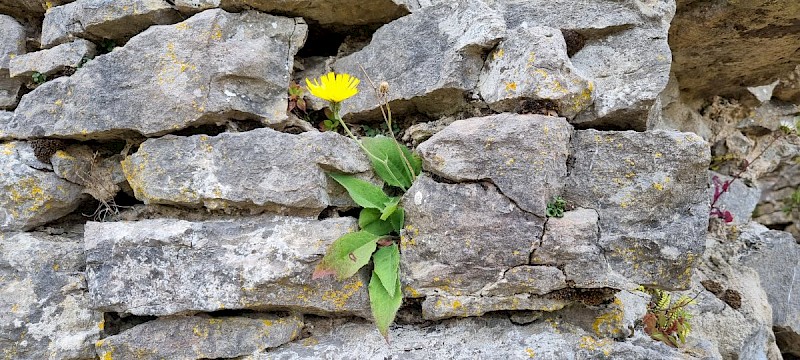 Hieracium eustomon - © Barry Stewart