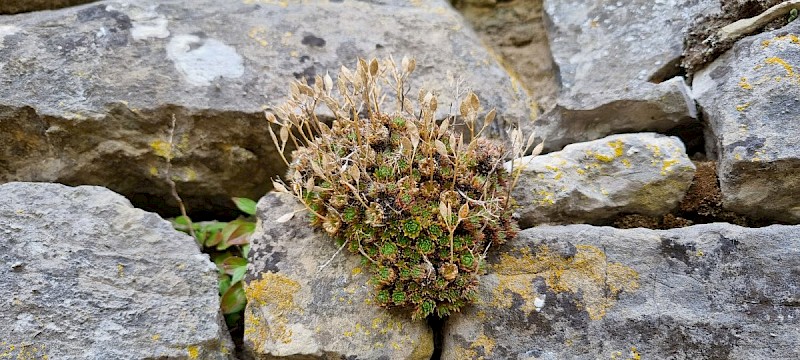 Draba aizoides - © Barry Stewart