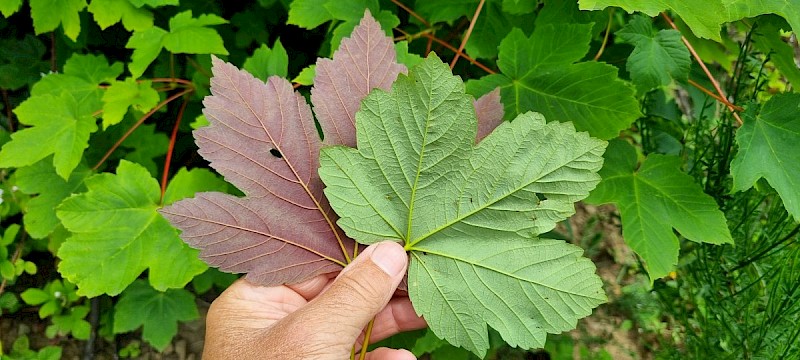 Acer pseudoplatanus - &copy; Barry Stewart