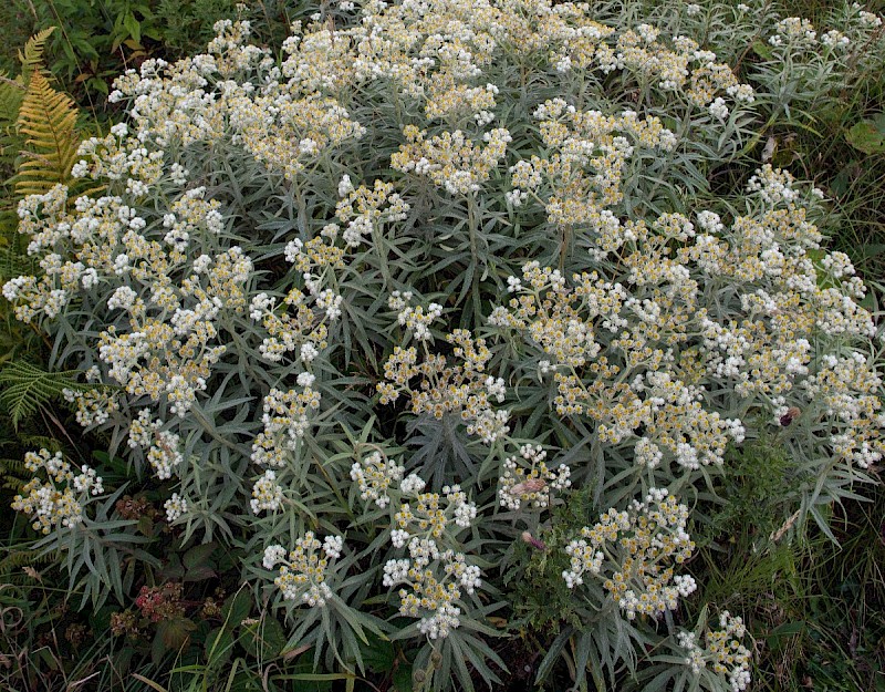 Anaphalis margaritacea - &copy; Charles Hipkin