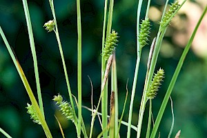 Carex punctata Dotted Sedge