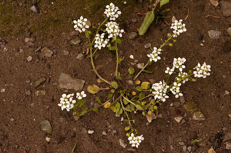 Cochlearia anglica - © Charles Hipkin