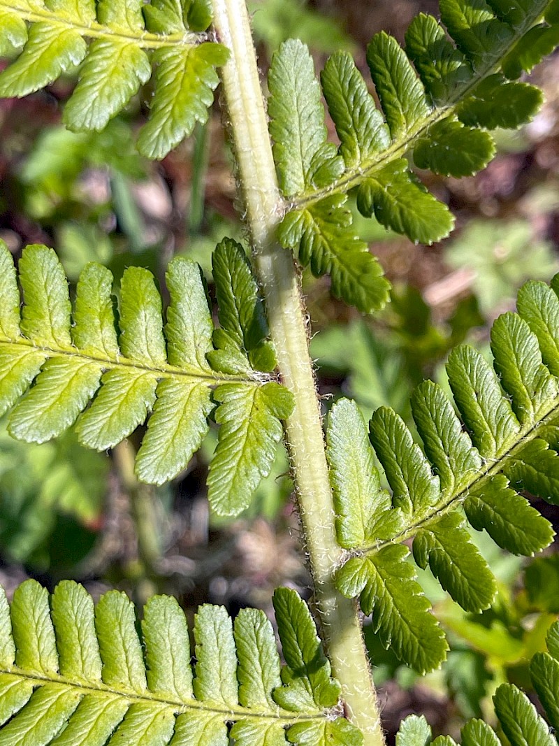 Dryopteris cambrensis - &copy; Charles Hipkin