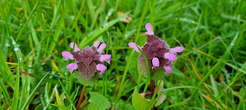 Lamium purpureum - &copy; Barry Stewart