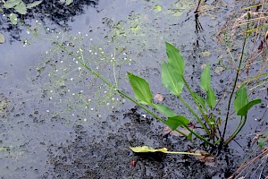 Alisma plantago-aquatica Water-plantain