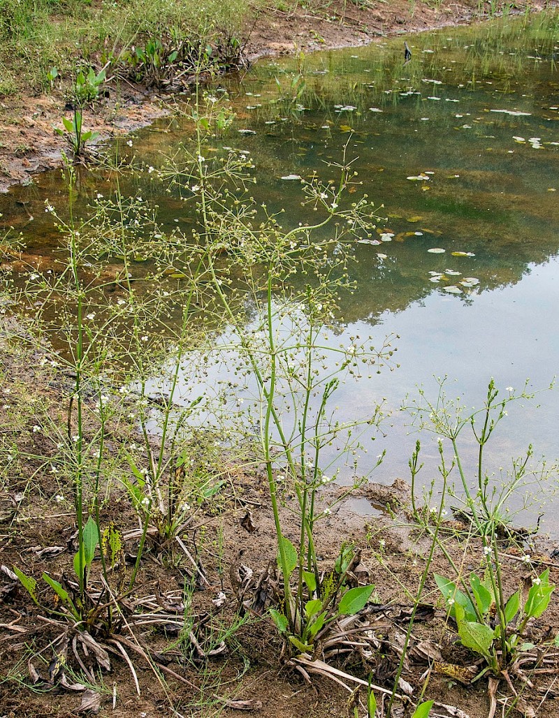 Alisma plantago-aquatica - © Charles Hipkin