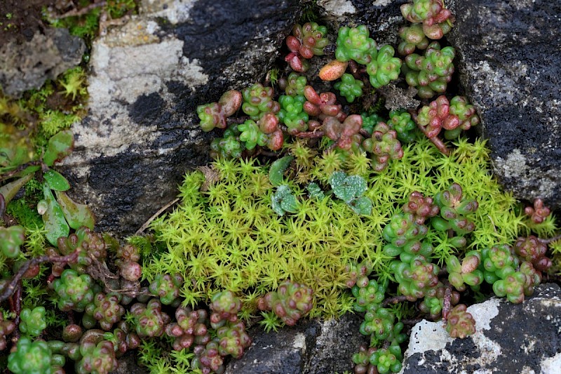 Tortella squarrosa - &copy; Barry Stewart
