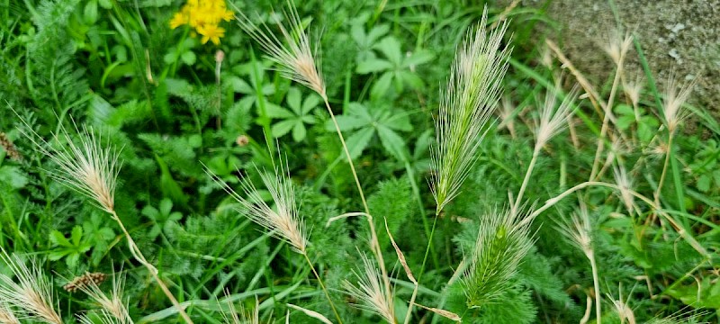 Hordeum murinum - © Barry Stewart