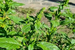 Amaranthus retroflexus Common Amaranth