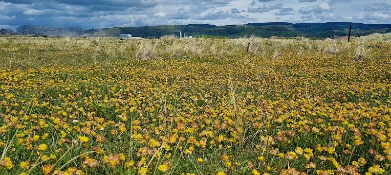 Anthyllis vulneraria - © Barry Stewart