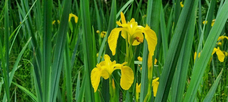 Iris pseudacorus - &copy; Barry Stewart