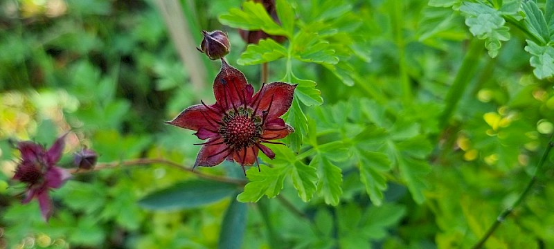 Comarum palustre - &copy; Barry Stewart