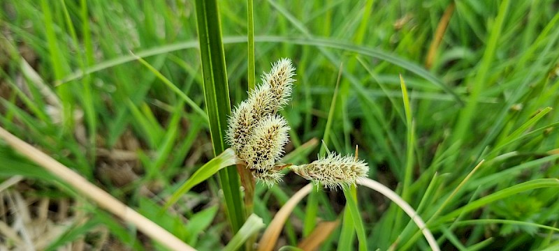 Eriophorum angustifolium - © Barry Stewart