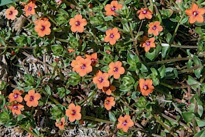 Anagallis arvensis Scarlet Pimpernel