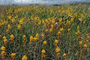 Narthecium ossifragum Bog Asphodel