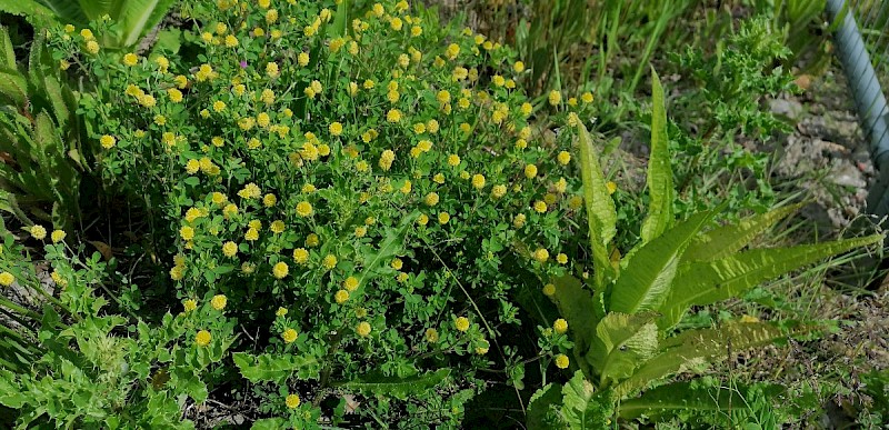 Trifolium campestre - © Barry Stewart