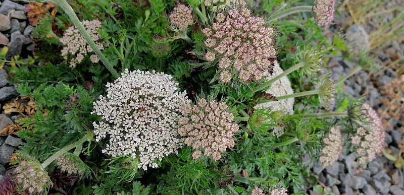 Daucus carota subsp. gummifer - &copy; Barry Stewart