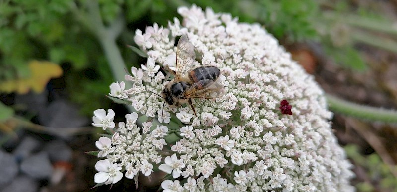 Daucus carota subsp. gummifer - &copy; Barry Stewart