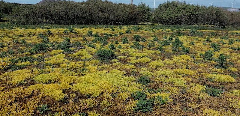 Sedum acre - &copy; Barry Stewart