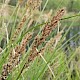 Carex paniculata