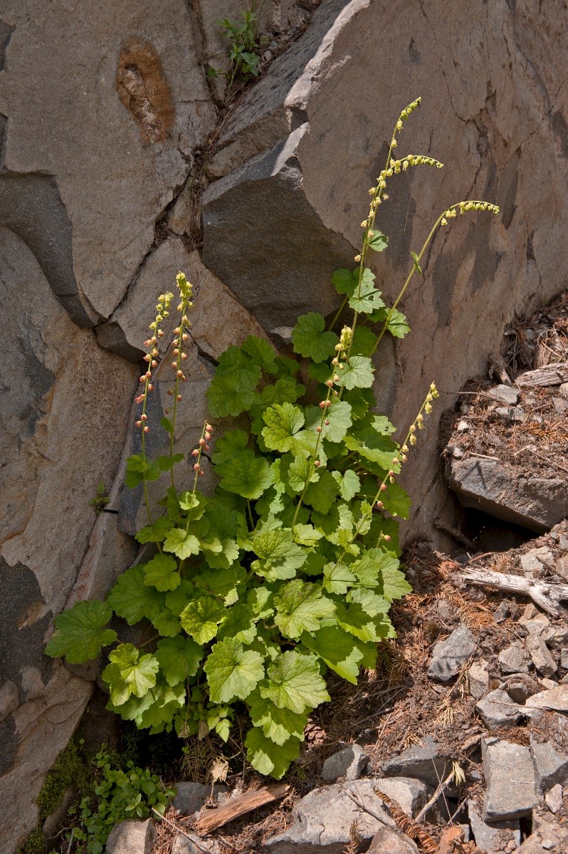 Tellima grandiflora - © Charles Hipkin