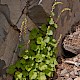 Tellima grandiflora