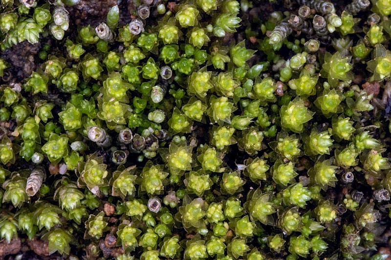 Bryum dichotomum - &copy; Charles Hipkin