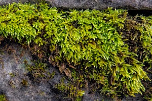 Cirriphyllum crassinervium Beech Feather-moss