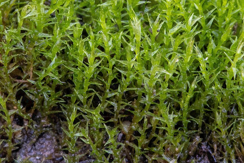 Dicranella staphylina - &copy; Charles Hipkin