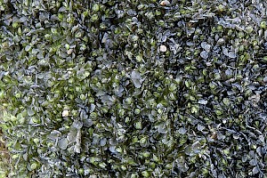 Jungermannia atrovirens Dark-green Flapwort