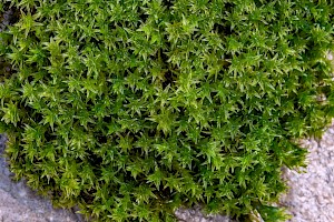 Didymodon luridus Dusky Beard-moss