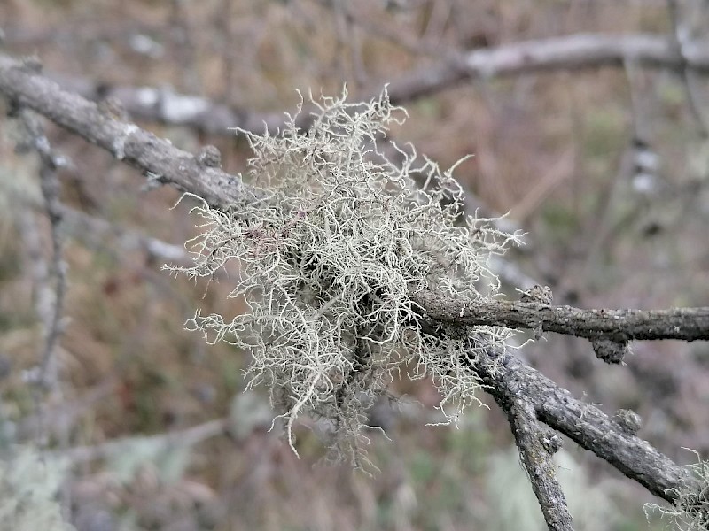 Usnea cornuta - &copy; Barry Stewart