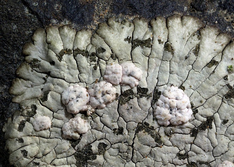 Placopsis lambii - &copy; Barry Stewart