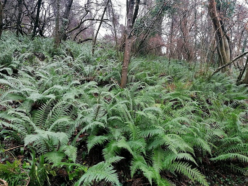 Polystichum setiferum - &copy; Barry Stewart