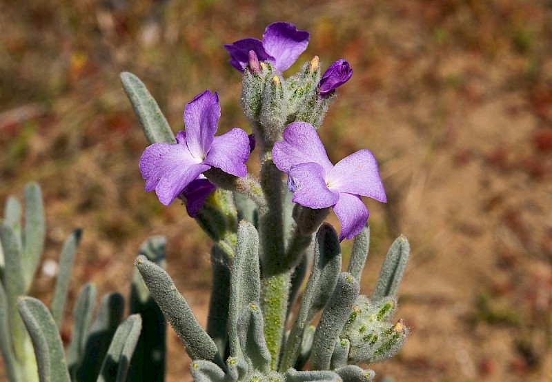 Matthiola sinuata - &copy; Charles Hipkin