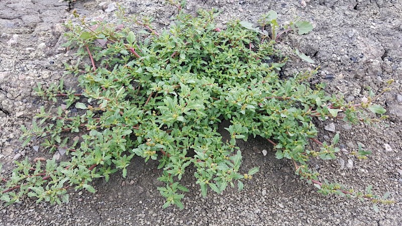 Chenopodium glaucum - &copy; Barry Stewart