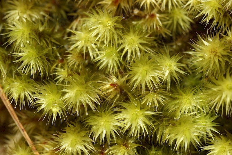 Breutelia chrysocoma - &copy; Barry Stewart