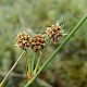 Scirpoides holoschoenus