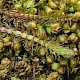 Carum verticillatum