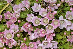 Anagallis tenella Bog Pimpernel