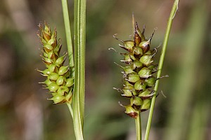 Carex x fulva C. hostiana x C. viridula