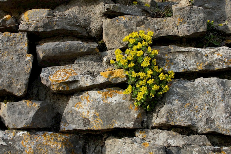 Draba aizoides - © Barry Stewart