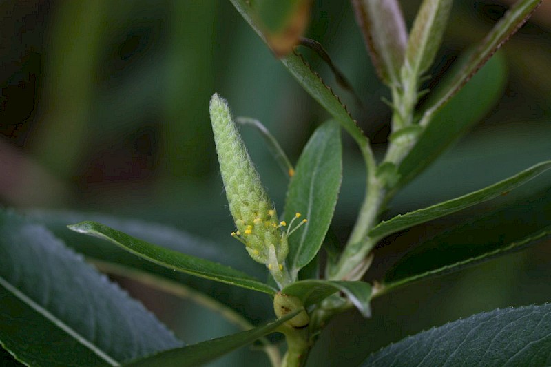 Salix triandra - © Barry Stewart